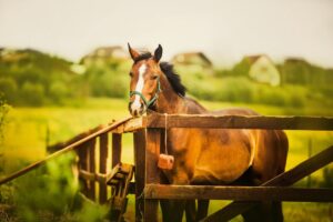 clôtures installer pour la sécurité de vos chevaux